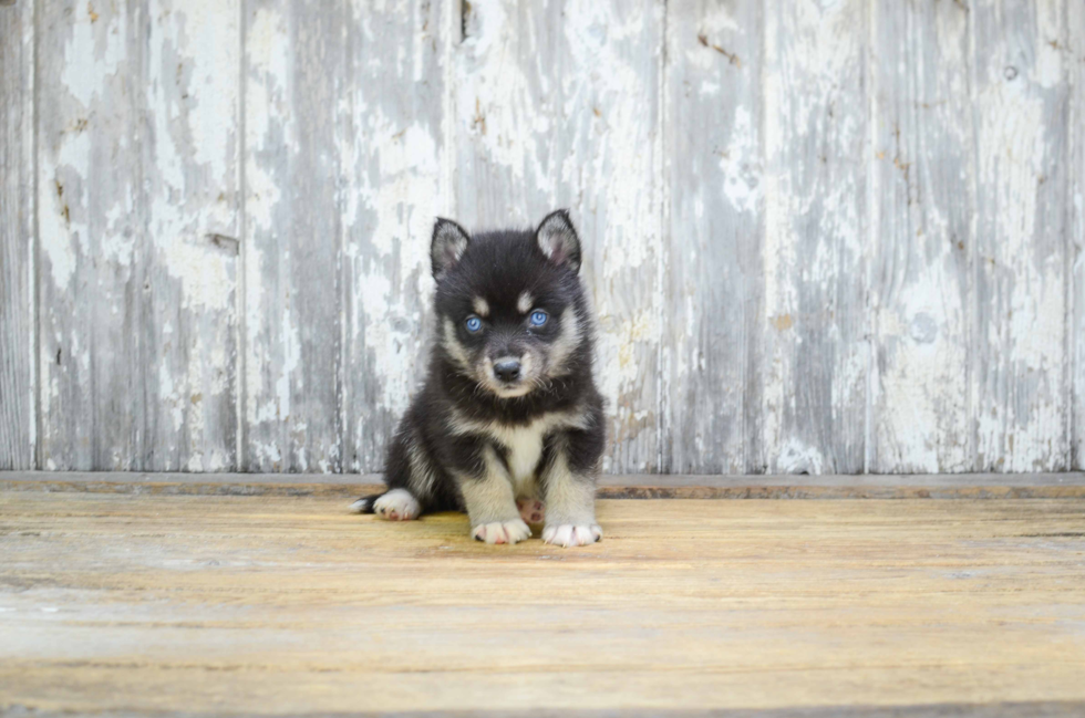 Popular Pomsky Designer Pup