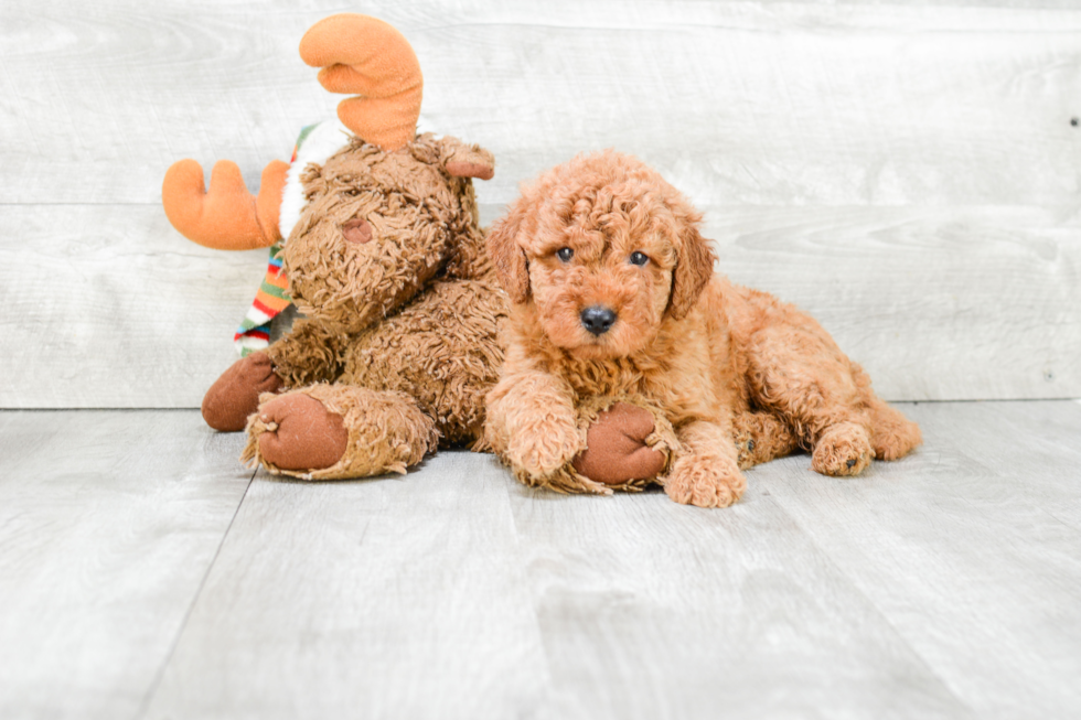 Mini Goldendoodle Pup Being Cute