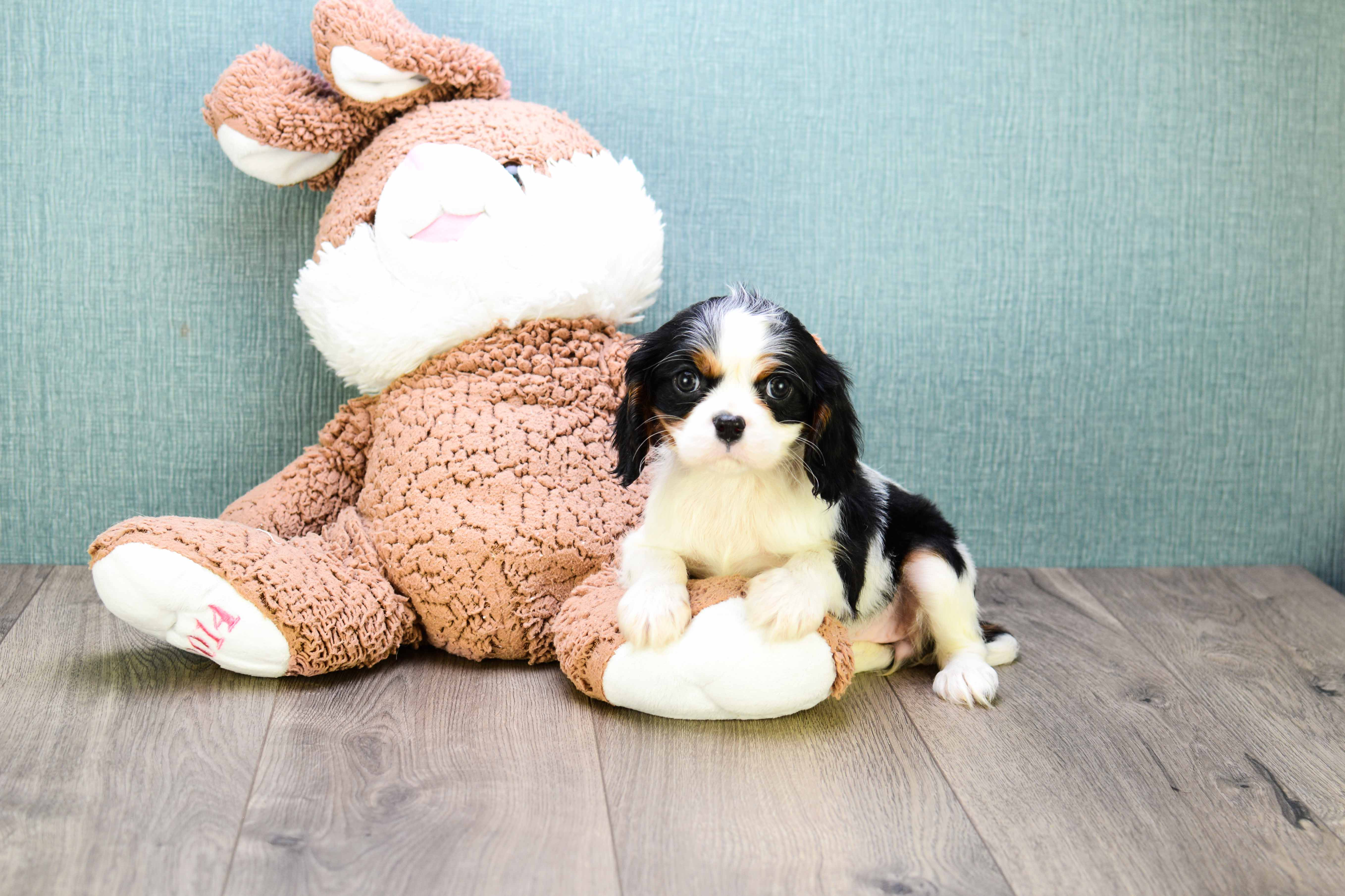 Friendly Cavalier King Charles Spaniel Purebred Pup