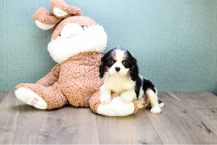 Friendly Cavalier King Charles Spaniel Purebred Pup