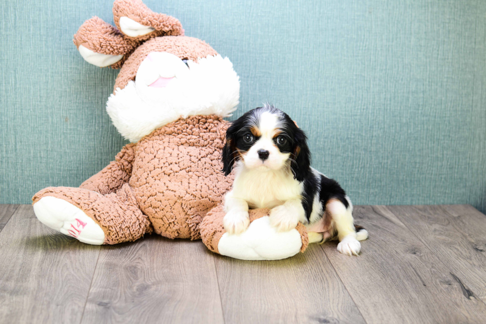 Friendly Cavalier King Charles Spaniel Purebred Pup