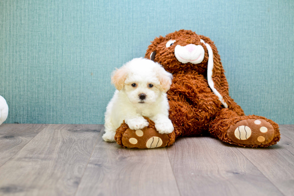 Playful Maltepoo Poodle Mix Puppy