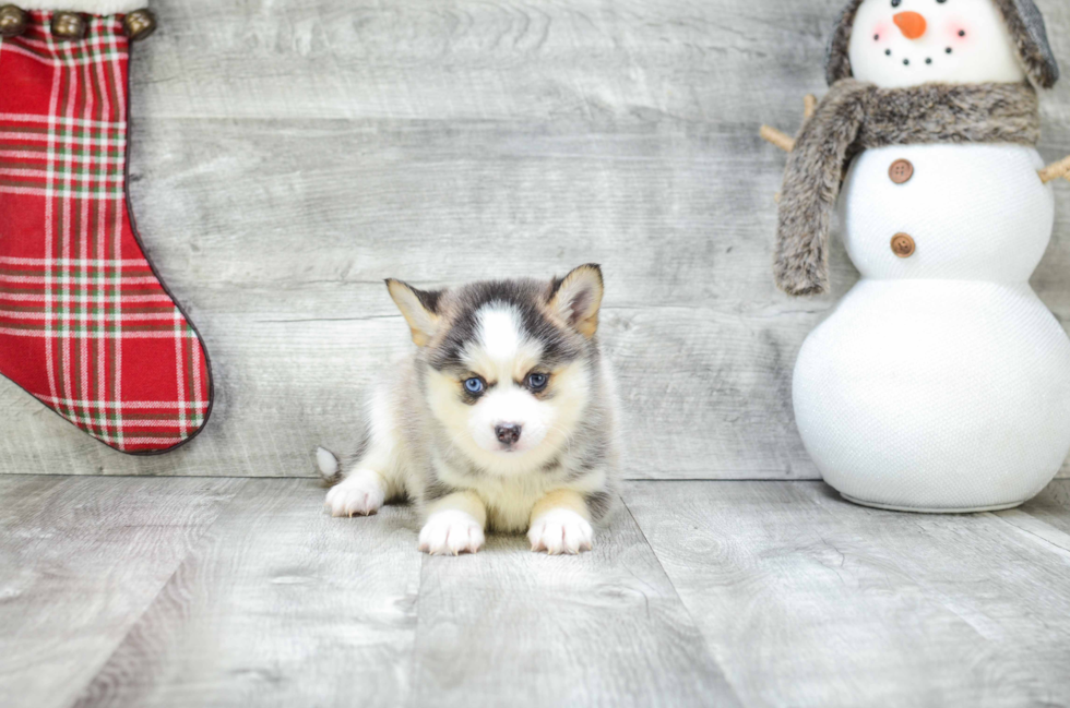 Pomsky Pup Being Cute