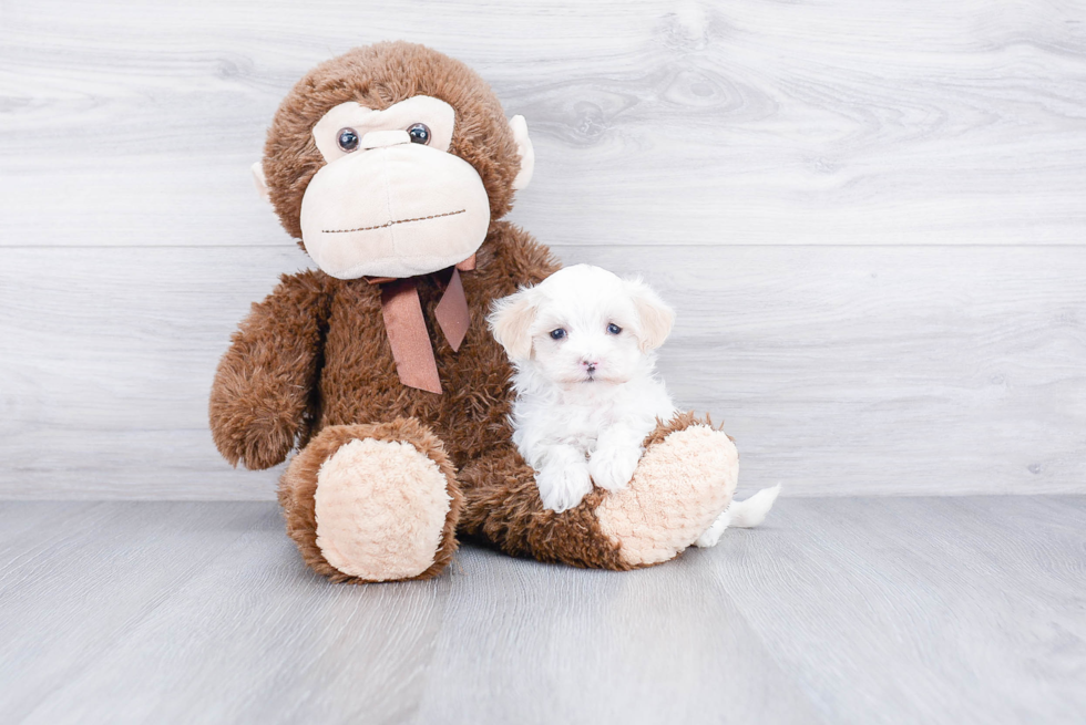 Little Maltepoo Poodle Mix Puppy