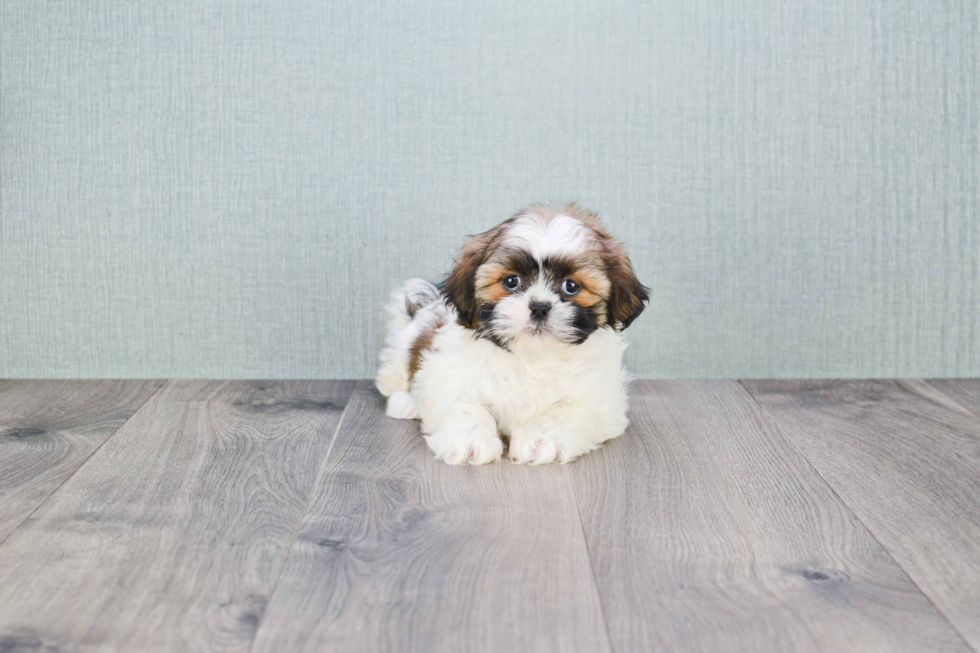 Shih Tzu Pup Being Cute