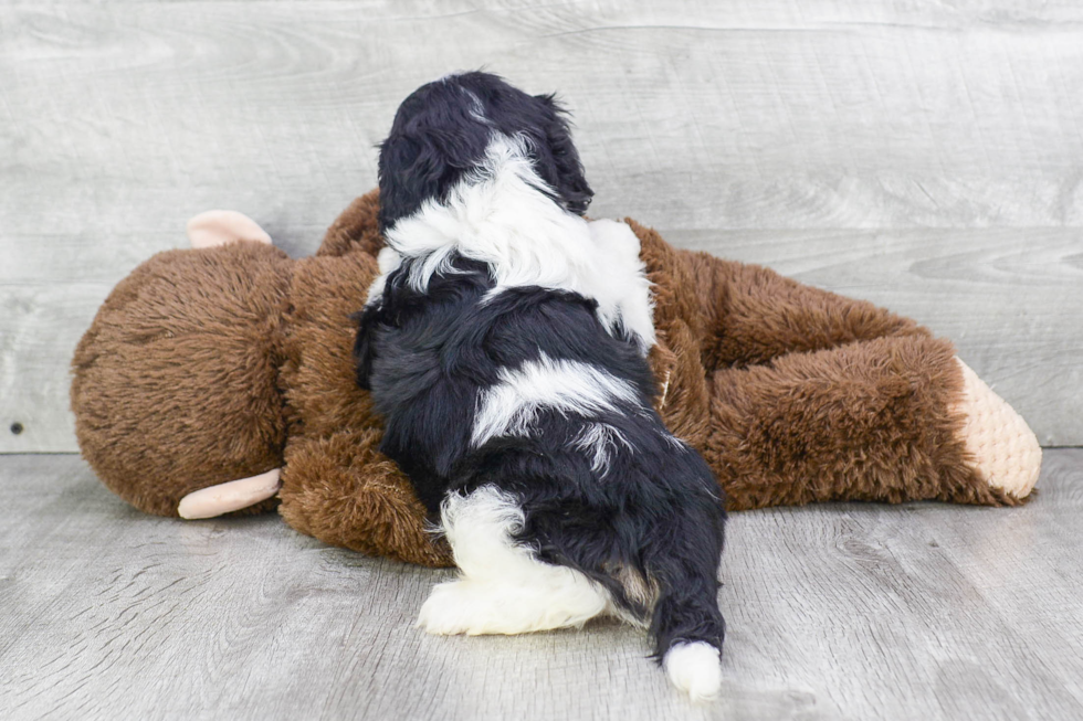 Hypoallergenic Cavalier Designer Puppy