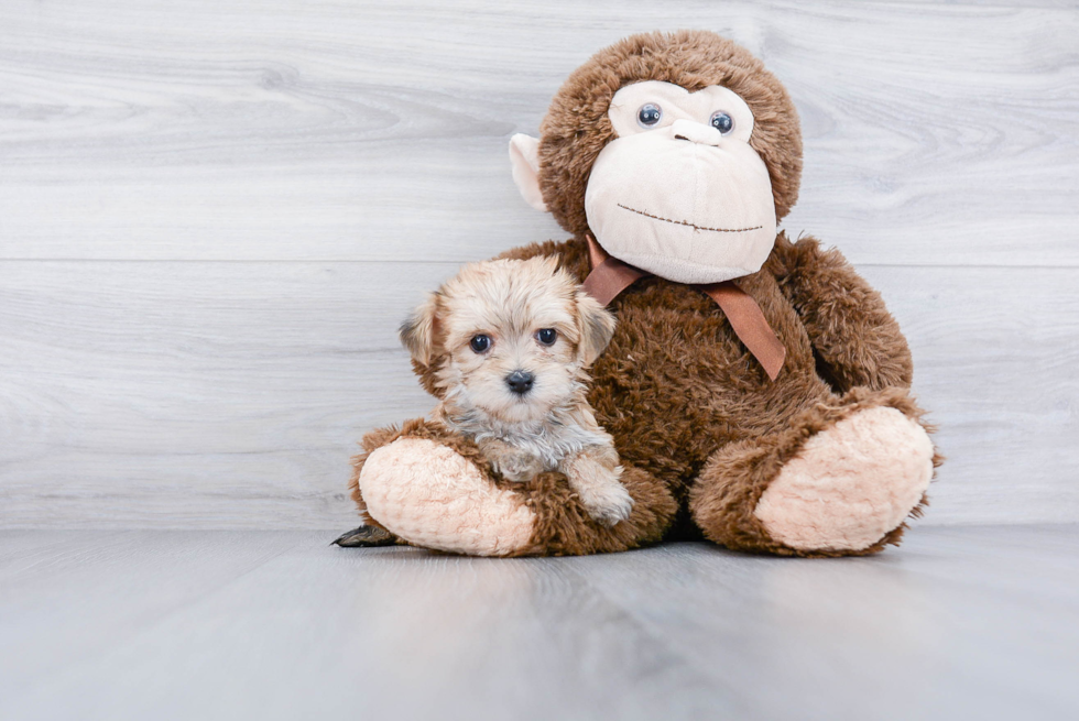 Cute Morkie Baby