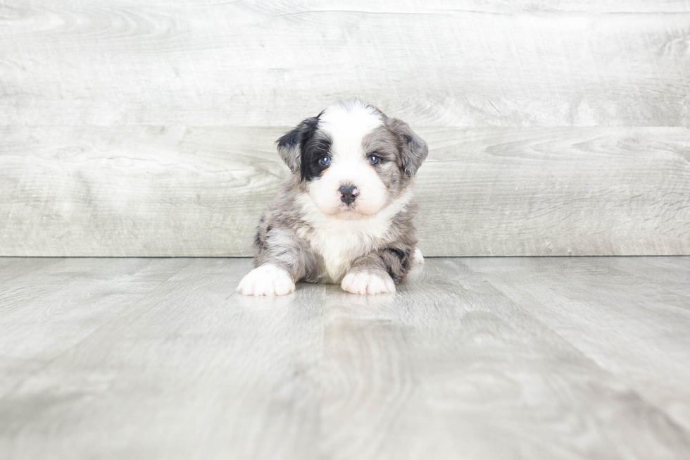 Best Mini Bernedoodle Baby