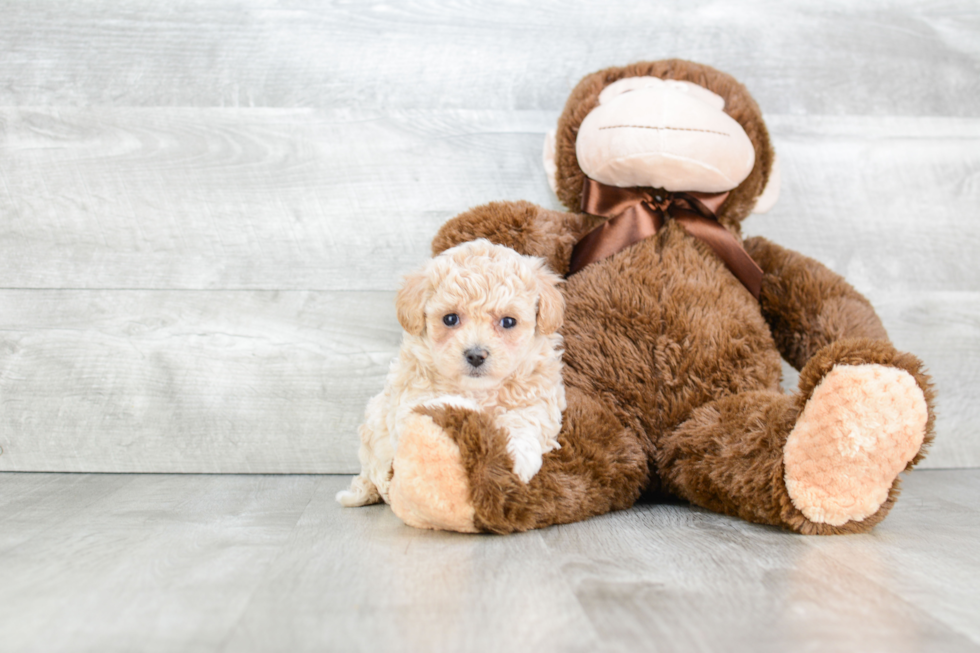 Little Maltepoo Poodle Mix Puppy