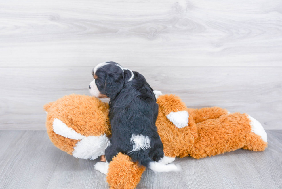 Friendly Cavalier King Charles Spaniel Baby