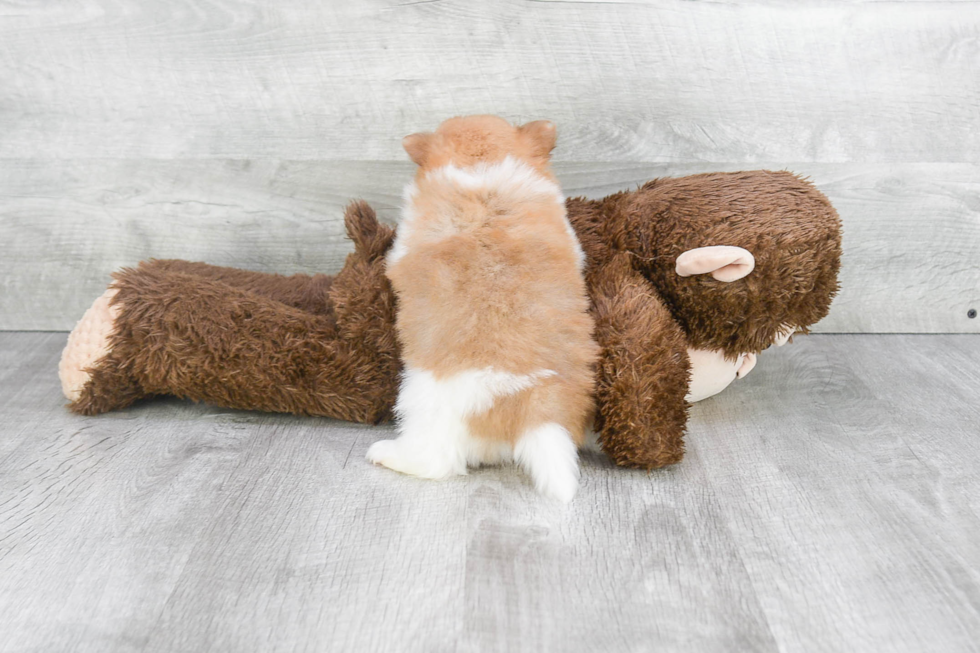 Pomeranian Puppy for Adoption