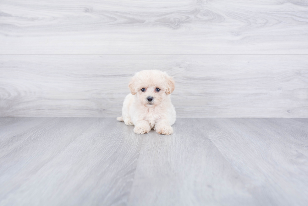 Maltipoo Pup Being Cute