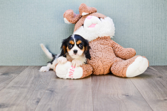 Akc Registered Cavalier King Charles Spaniel Baby