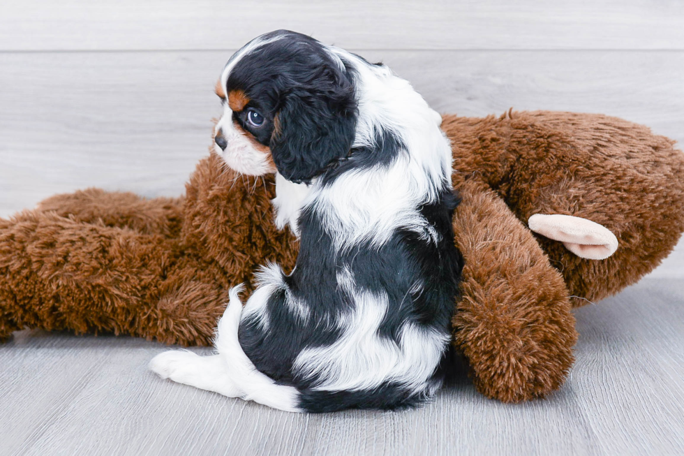 Cavalier King Charles Spaniel Pup Being Cute