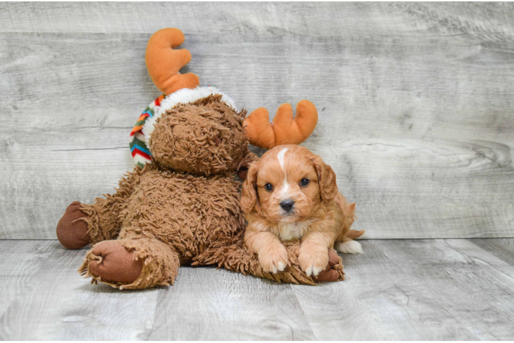 Funny Cavapoo Poodle Mix Pup