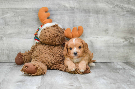 Funny Cavapoo Poodle Mix Pup