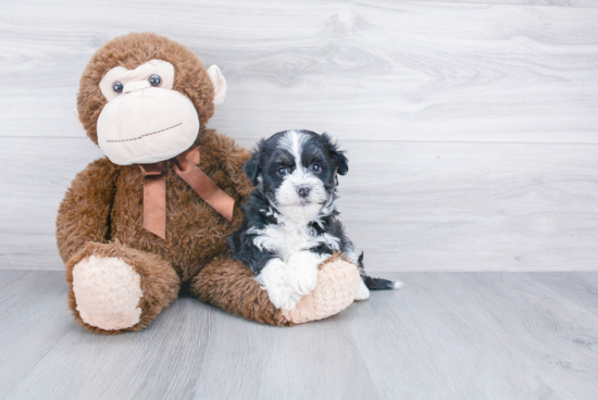 Havanese Puppy for Adoption