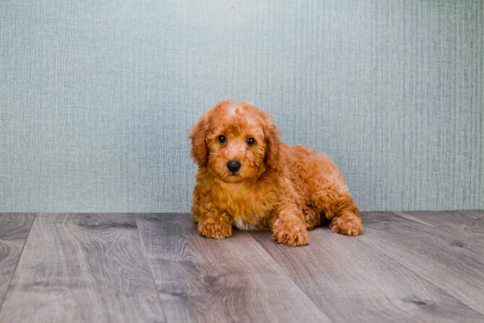 Best Mini Goldendoodle Baby