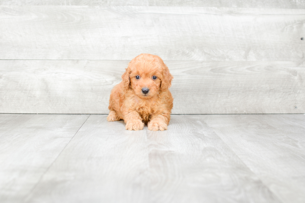 Energetic Golden Retriever Poodle Mix Puppy