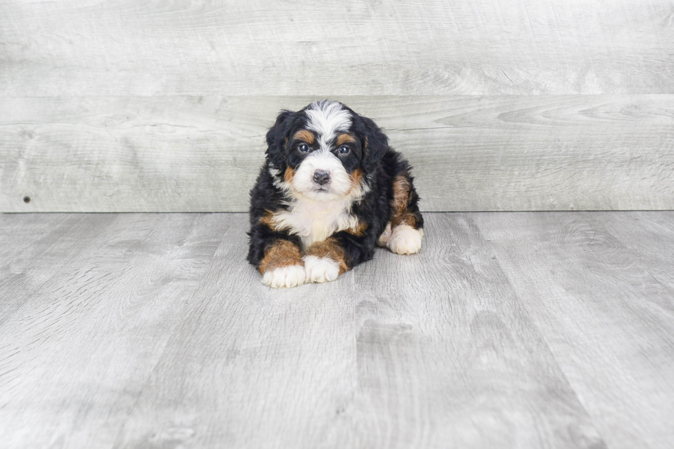 Smart Mini Bernedoodle Poodle Mix Pup