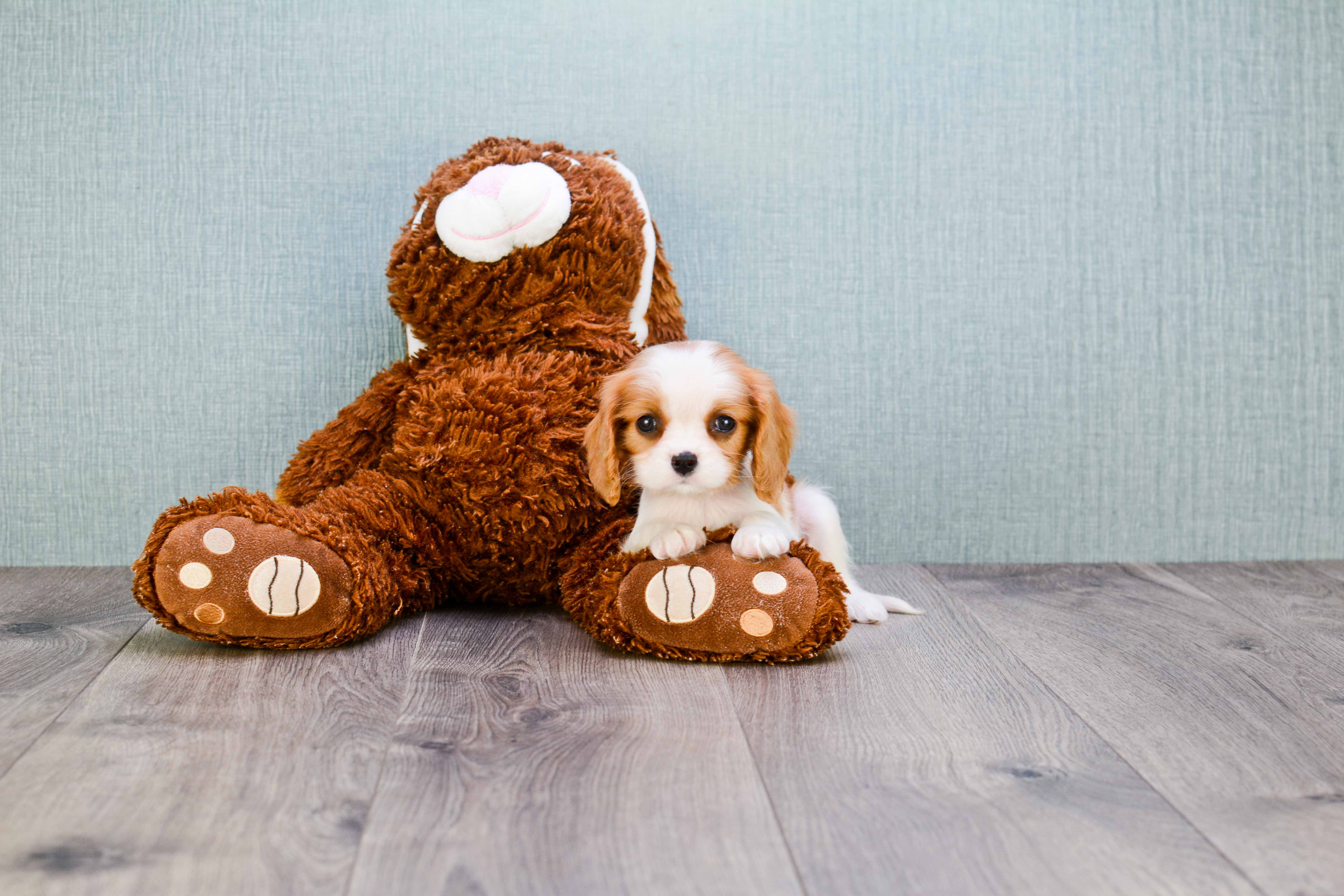 Cavalier King Charles Spaniel Pup Being Cute