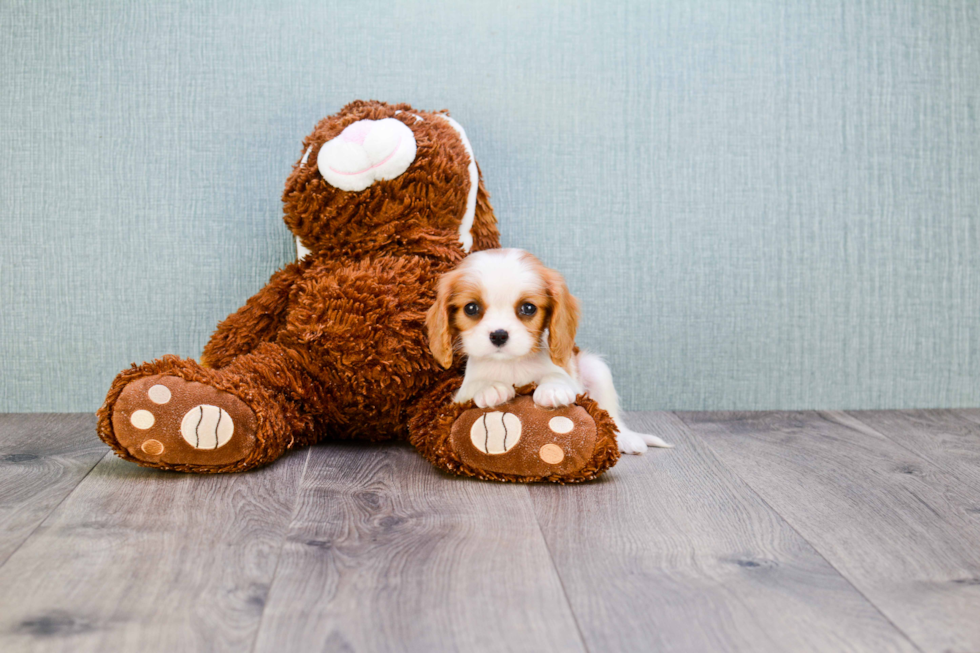 Cavalier King Charles Spaniel Pup Being Cute