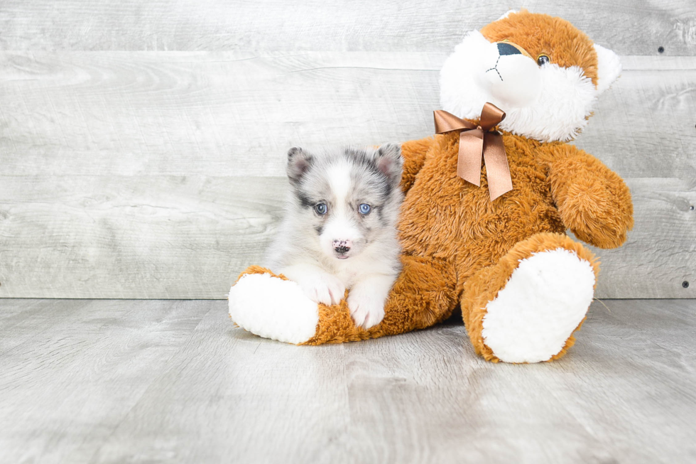 Best Pomsky Baby