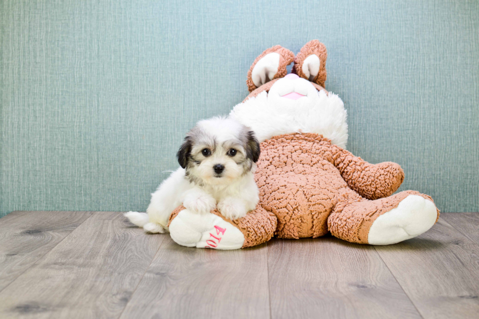 Teddy Bear Pup Being Cute