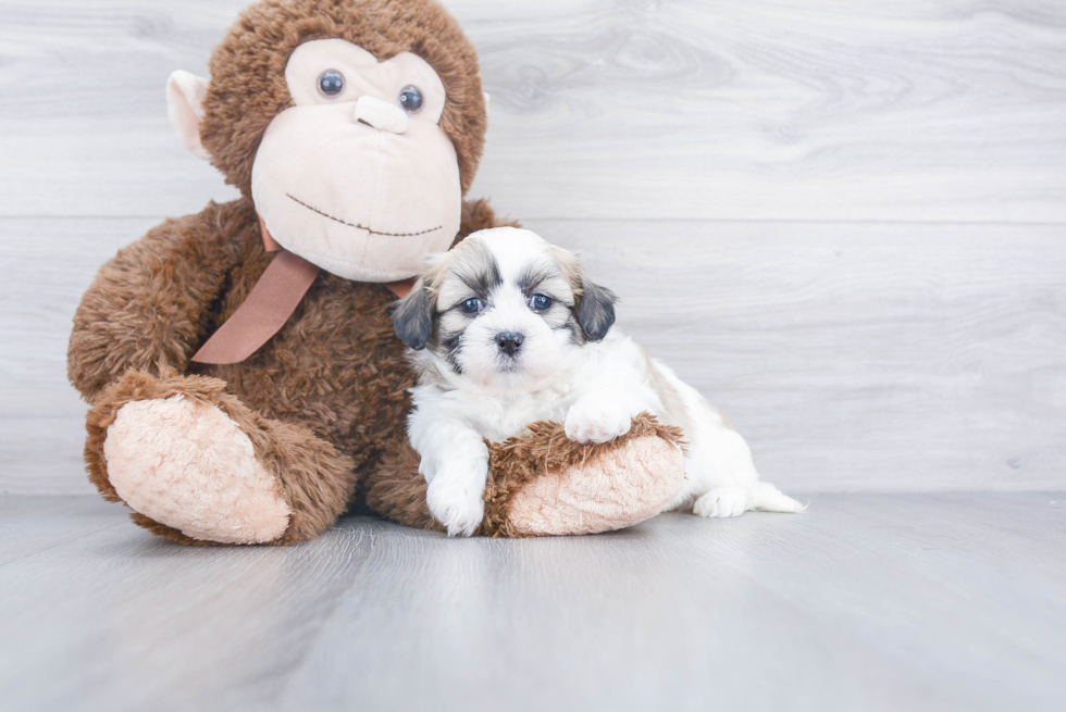 Teddy Bear Pup Being Cute