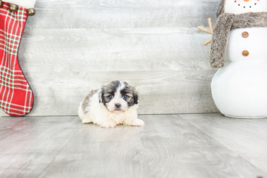 Fluffy Teddy Bear Designer Pup