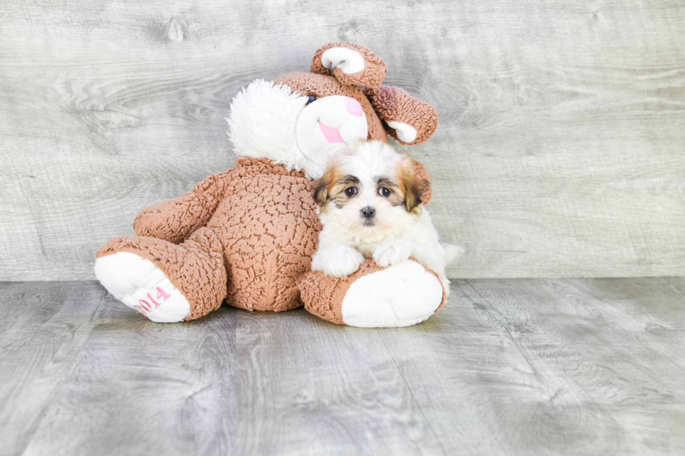 Friendly Teddy Bear Baby