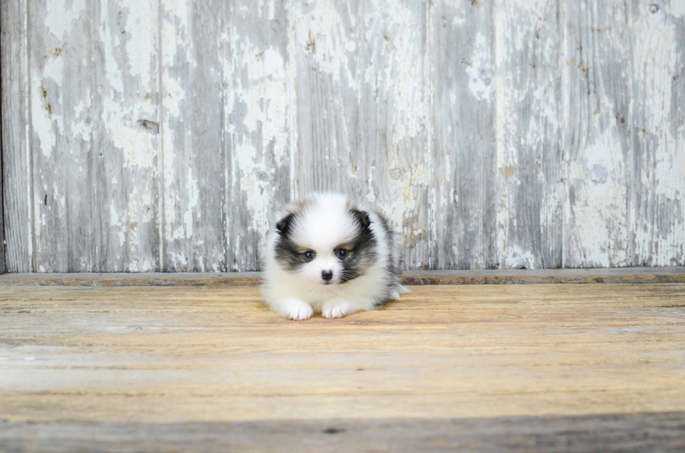 Funny Pomeranian Baby