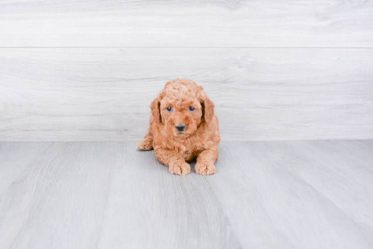 Friendly Mini Goldendoodle Baby