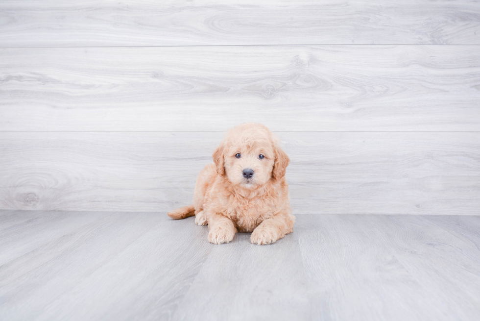 Mini Goldendoodle Puppy for Adoption