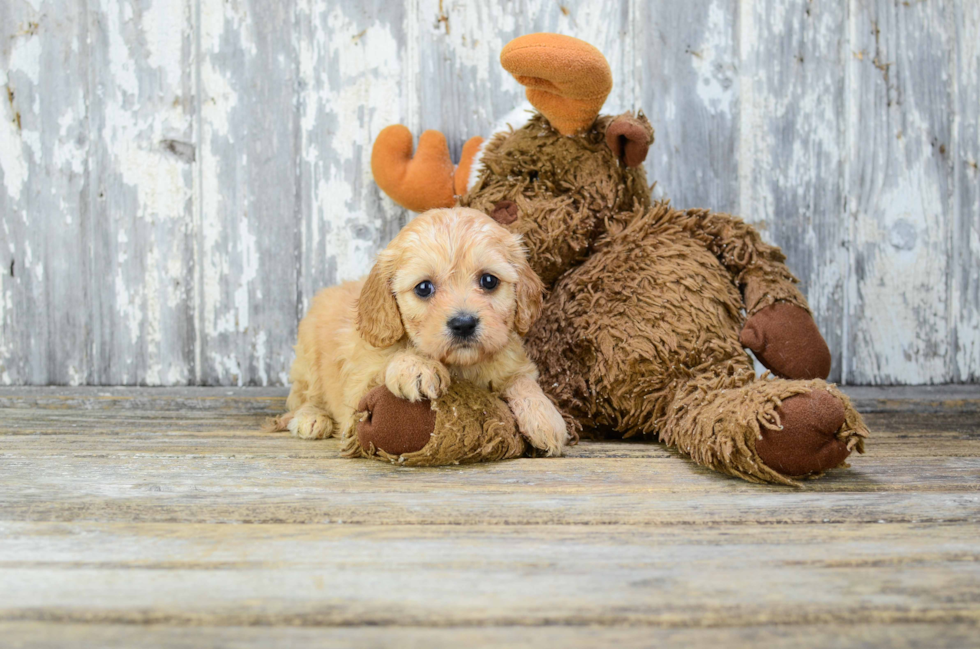 Funny Cavachon Designer Pup