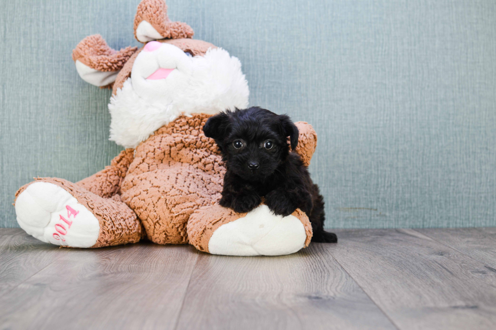 Fluffy Yorkie Poo Poodle Mix Pup