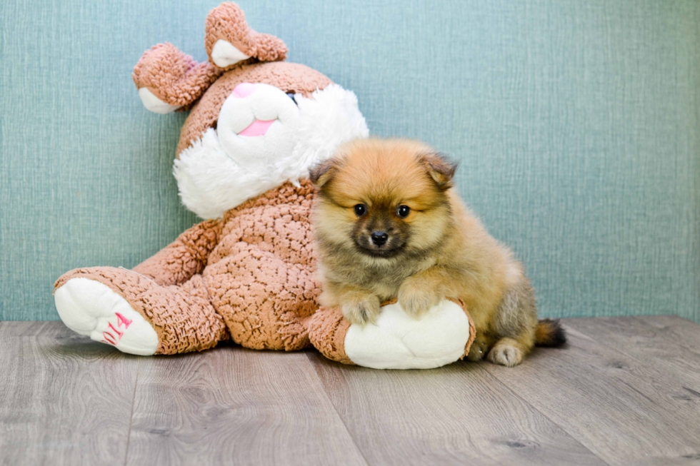 Friendly Pomeranian Purebred Pup