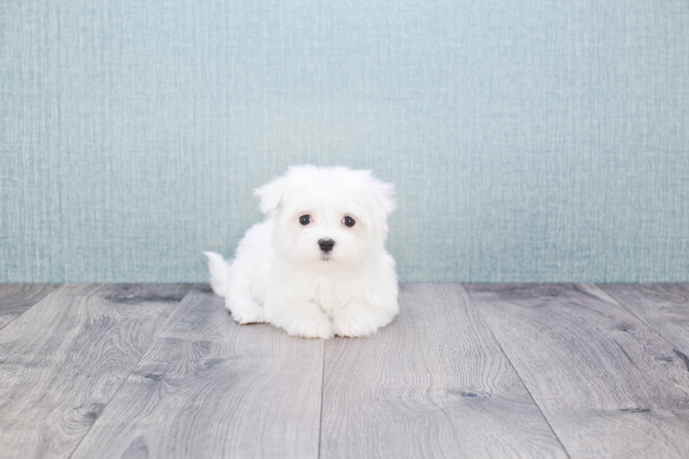 Adorable Maltese Purebred Puppy