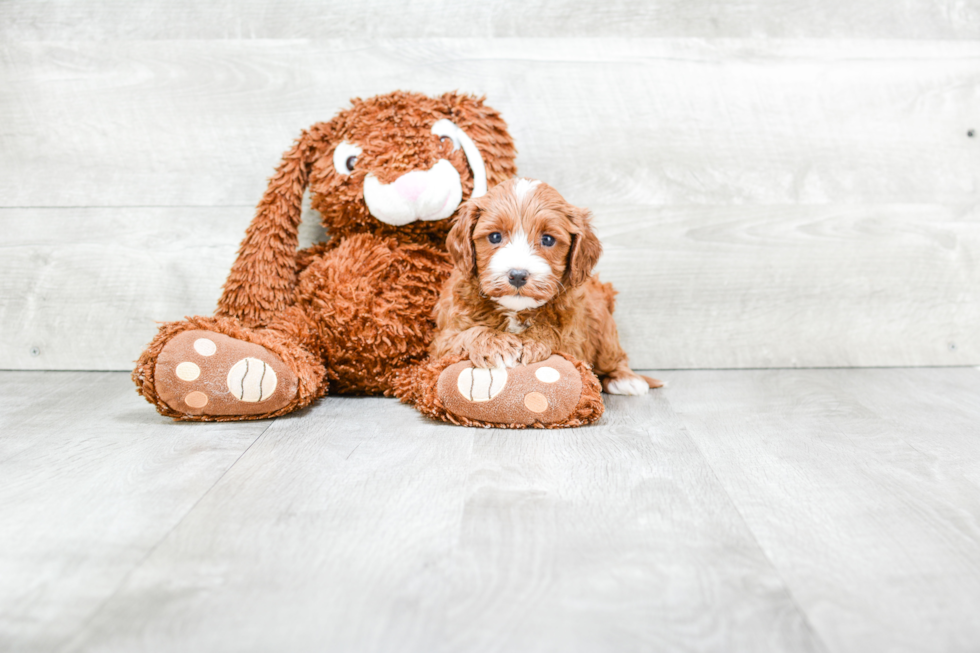 Best Cavapoo Baby