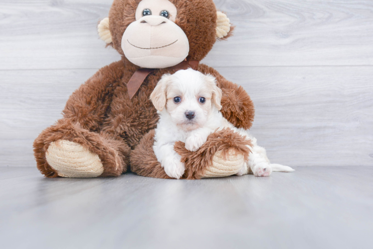 Fluffy Cavachon Designer Pup