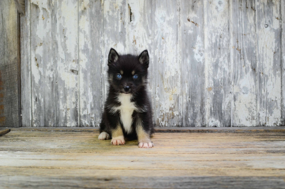 Best Pomsky Baby