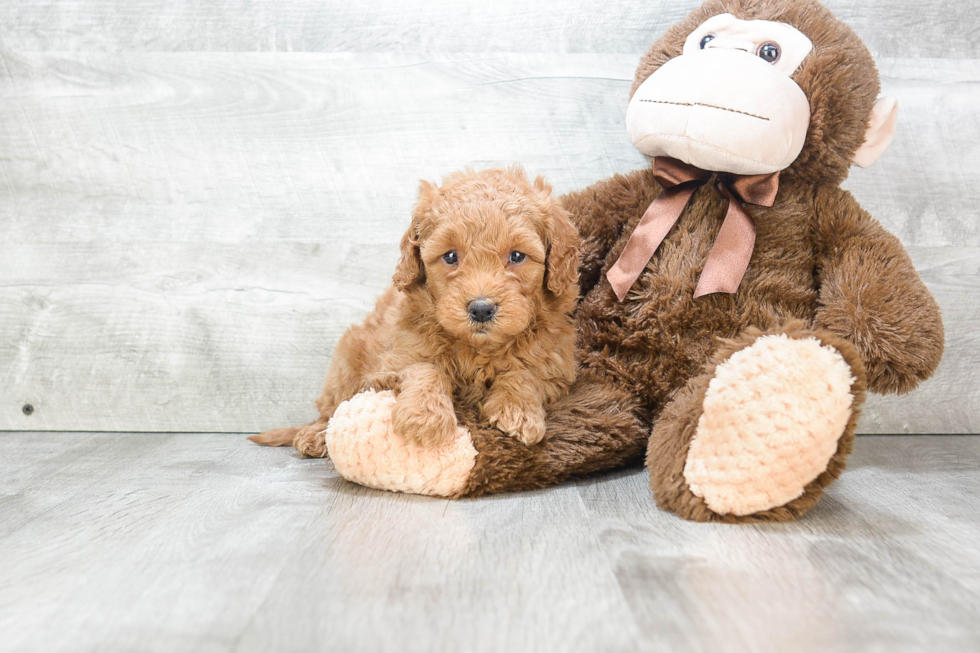 Friendly Mini Goldendoodle Baby