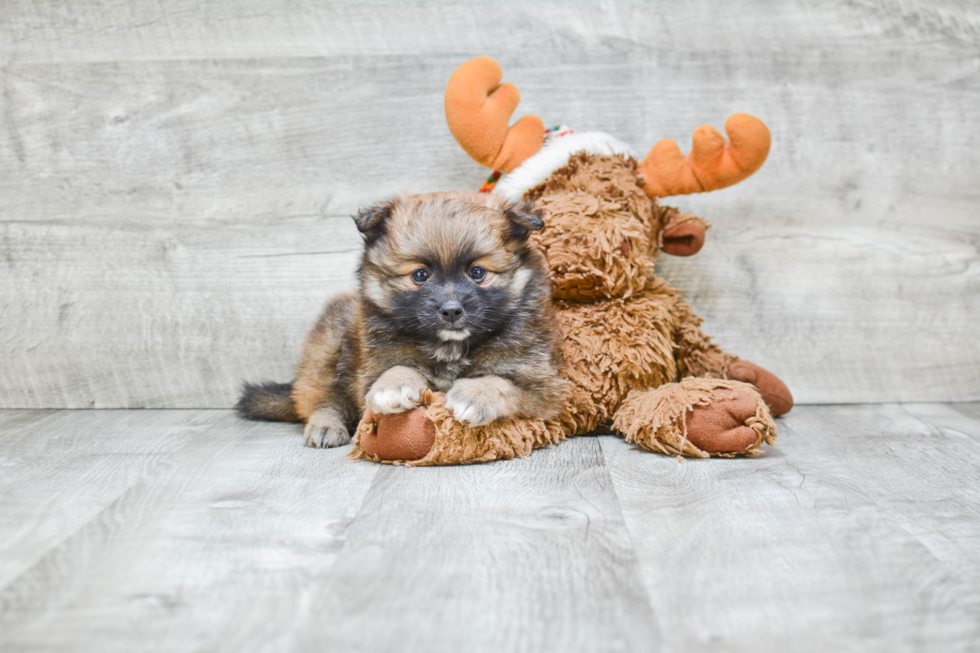 Cute Pomeranian Purebred Puppy