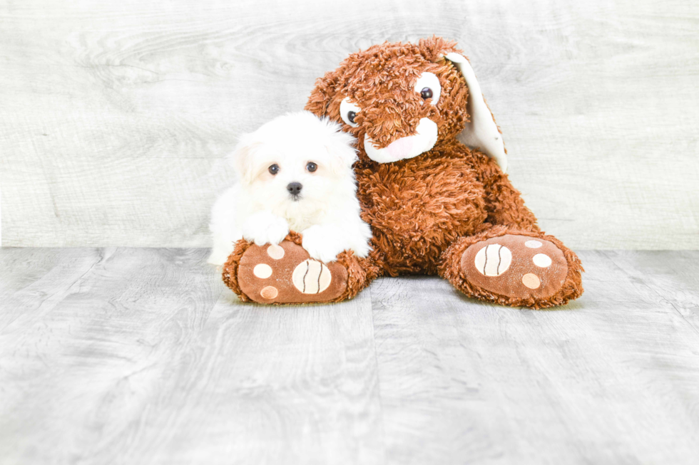 Adorable Maltese Purebred Puppy