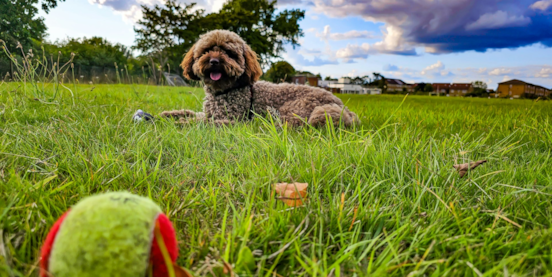 Top 12 Pros and Cons of Owning a Cockapoo 