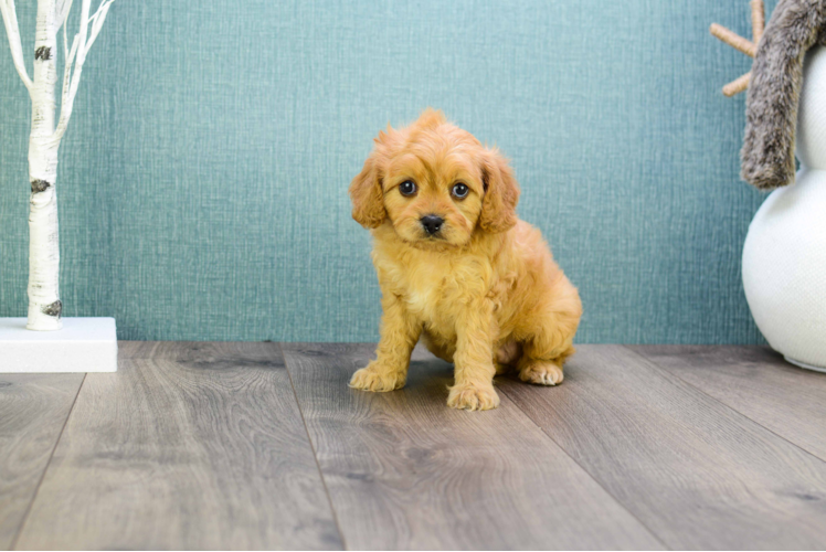 Cute Cavapoo Baby