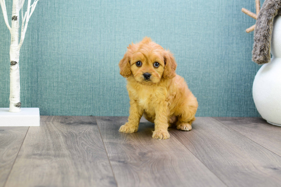 Cute Cavapoo Baby