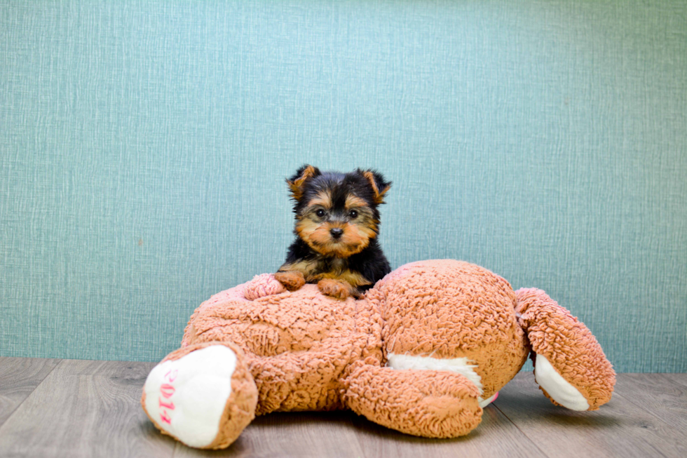 Meet Twinkle - our Yorkshire Terrier Puppy Photo 