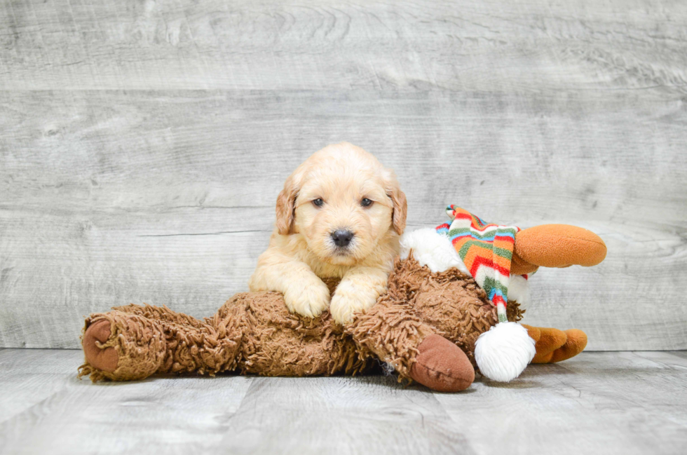 Best Mini Goldendoodle Baby