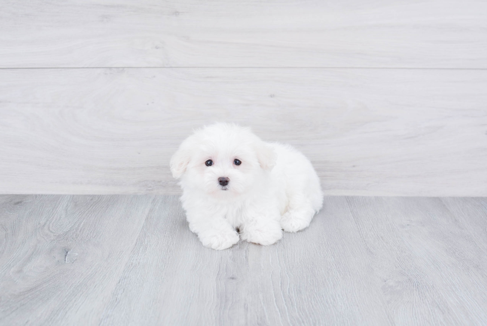 Petite Maltese Purebred Puppy